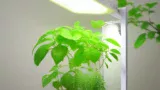 plant grow light 植物育成ライトで部屋の緑が変わる。おすすめ8選